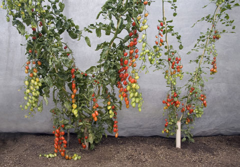 grafted tomatoes