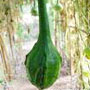 Dinosaur Gourd