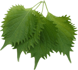shiso